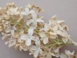 画像4: アンティーク ライラックの大きな布花 エクリュ ラベル付き (4)