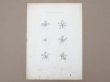 画像2: アンティーク 版画 花のオーナメントFLORE ORNEMENTALE (2)