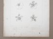 画像4: アンティーク 版画 花のオーナメントFLORE ORNEMENTALE (4)