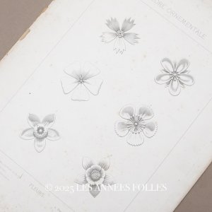 画像: アンティーク 版画 花のオーナメントFLORE ORNEMENTALE