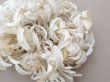 画像3: アンティーク ヒヤシンスの布花 オフホワイト (3)