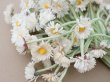 画像5: アンティーク デイジーの布花 大きなブーケ 約80輪 (5)