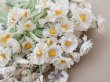 画像6: アンティーク デイジーの布花 大きなブーケ 約80輪 (6)
