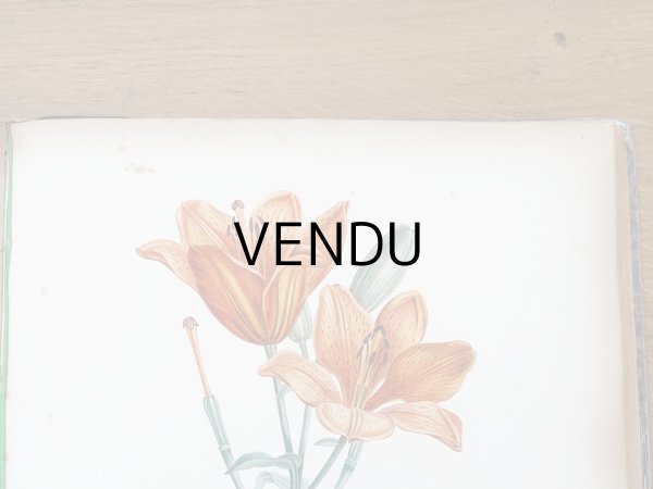 画像11: 1805年 初版 薔薇の画家 ルドゥテの植物画 65枚【 ジャン=ジャック・ルソーの植物学 】 BOTANIQUE DE J.J.ROUSSEAU (11)