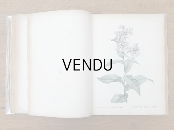画像12: 1805年 初版 薔薇の画家 ルドゥテの植物画 65枚【 ジャン=ジャック・ルソーの植物学 】 BOTANIQUE DE J.J.ROUSSEAU (12)