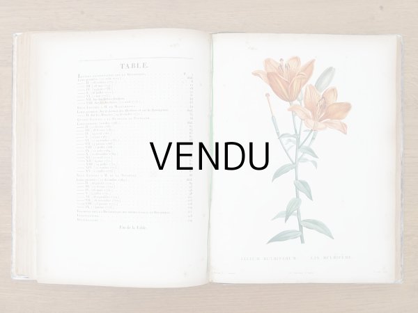 画像10: 1805年 初版 薔薇の画家 ルドゥテの植物画 65枚【 ジャン=ジャック・ルソーの植物学 】 BOTANIQUE DE J.J.ROUSSEAU (10)