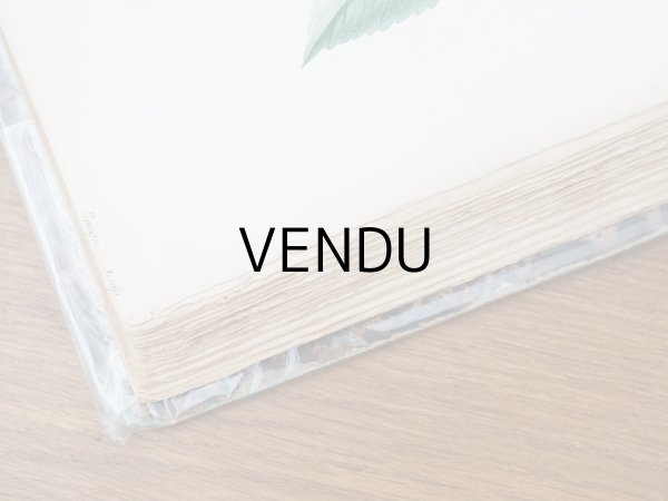 画像31: 1805年 初版 薔薇の画家 ルドゥテの植物画 65枚【 ジャン=ジャック・ルソーの植物学 】 BOTANIQUE DE J.J.ROUSSEAU (31)