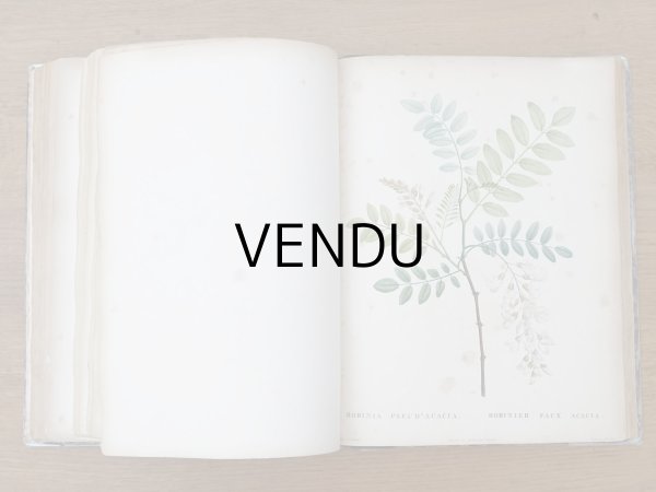 画像14: 1805年 初版 薔薇の画家 ルドゥテの植物画 65枚【 ジャン=ジャック・ルソーの植物学 】 BOTANIQUE DE J.J.ROUSSEAU (14)