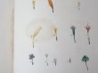 画像18: 1805年 初版 薔薇の画家 ルドゥテの植物画 65枚【 ジャン=ジャック・ルソーの植物学 】 BOTANIQUE DE J.J.ROUSSEAU (18)