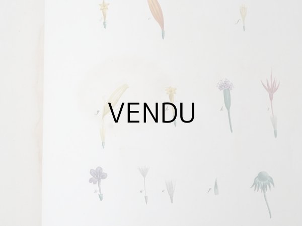 画像18: 1805年 初版 薔薇の画家 ルドゥテの植物画 65枚【 ジャン=ジャック・ルソーの植物学 】 BOTANIQUE DE J.J.ROUSSEAU (18)