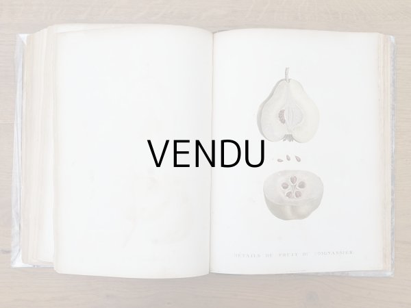 画像13: 1805年 初版 薔薇の画家 ルドゥテの植物画 65枚【 ジャン=ジャック・ルソーの植物学 】 BOTANIQUE DE J.J.ROUSSEAU (13)