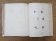画像19: 1805年 初版 薔薇の画家 ルドゥテの植物画 65枚【 ジャン=ジャック・ルソーの植物学 】 BOTANIQUE DE J.J.ROUSSEAU (19)