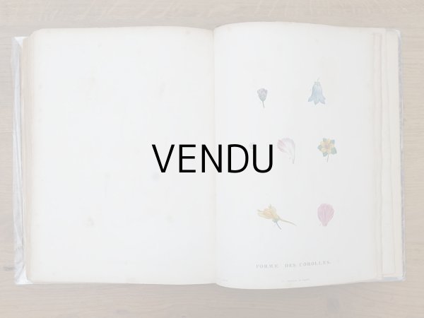 画像19: 1805年 初版 薔薇の画家 ルドゥテの植物画 65枚【 ジャン=ジャック・ルソーの植物学 】 BOTANIQUE DE J.J.ROUSSEAU (19)