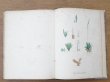 画像21: 1805年 初版 薔薇の画家 ルドゥテの植物画 65枚【 ジャン=ジャック・ルソーの植物学 】 BOTANIQUE DE J.J.ROUSSEAU (21)