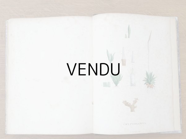 画像21: 1805年 初版 薔薇の画家 ルドゥテの植物画 65枚【 ジャン=ジャック・ルソーの植物学 】 BOTANIQUE DE J.J.ROUSSEAU (21)