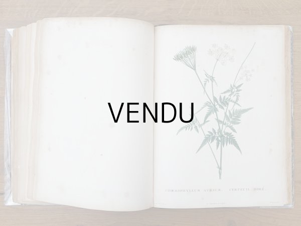 画像15: 1805年 初版 薔薇の画家 ルドゥテの植物画 65枚【 ジャン=ジャック・ルソーの植物学 】 BOTANIQUE DE J.J.ROUSSEAU (15)