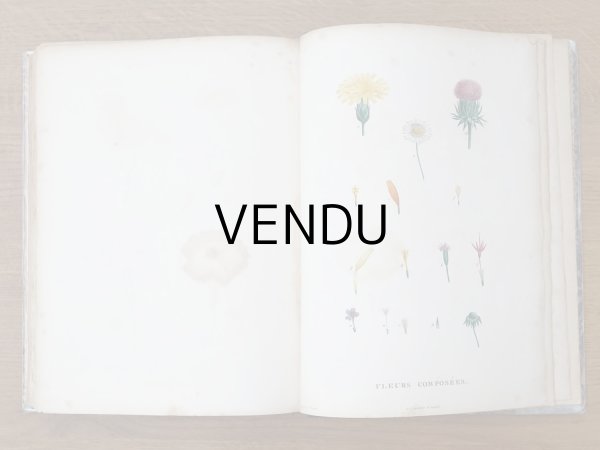 画像17: 1805年 初版 薔薇の画家 ルドゥテの植物画 65枚【 ジャン=ジャック・ルソーの植物学 】 BOTANIQUE DE J.J.ROUSSEAU (17)