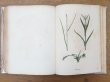 画像20: 1805年 初版 薔薇の画家 ルドゥテの植物画 65枚【 ジャン=ジャック・ルソーの植物学 】 BOTANIQUE DE J.J.ROUSSEAU (20)