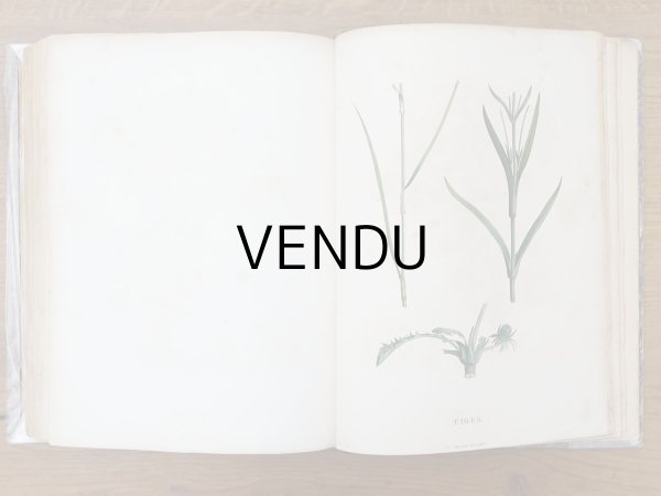 画像20: 1805年 初版 薔薇の画家 ルドゥテの植物画 65枚【 ジャン=ジャック・ルソーの植物学 】 BOTANIQUE DE J.J.ROUSSEAU (20)