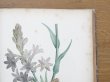 画像16: 1805年 初版 薔薇の画家 ルドゥテの植物画 65枚【 ジャン=ジャック・ルソーの植物学 】 BOTANIQUE DE J.J.ROUSSEAU (16)