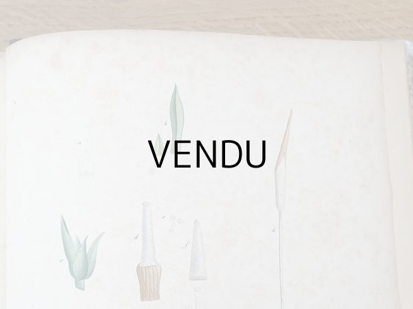 画像22: 1805年 初版 薔薇の画家 ルドゥテの植物画 65枚【 ジャン=ジャック・ルソーの植物学 】 BOTANIQUE DE J.J.ROUSSEAU (22)