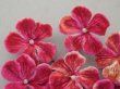 画像3: 未使用 アンティーク ベルベットの布花 チェリーピンクラベル付  プランタン百貨店 - AU PRINTEMPS - (3)
