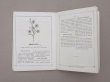 画像7: 1864〜1882年頃 アンティーク 花モチーフ クロシェ編み ALBUM POUR OUVRAGES DE FLEURS AU CROCHET N 45 - MAISON SAJOU - (7)
