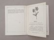 画像7: 1882年 アンティーク 花モチーフ クロシェ編み ALBUM POUR OUVRAGES DE FLEURS AU CROCHET N 44 - MAISON SAJOU - (7)