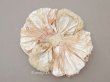 画像1: アンティーク シャンパンピンクのリボン シルクシフォン&シルクサテン 大きなモチーフ  (1)