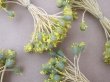 画像2: ＊蚤の市セット＊アンティーク 花芯 ペップ 10点のセット (2)