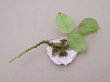 画像4: アンティーク ライラックピンクの薔薇の布花 クウォーターロゼット咲き (4)