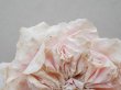 画像3: 1900年頃 アンティーク薔薇の大きな布花 パウダーピンク クウォーターロゼット咲き (3)