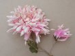 画像5:  アンティーク 布花 西洋菊 クリザンテーム ピンク (5)