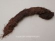 画像1: ＊蚤の市＊アンティーク  帽子用 フェザー チョコレートブラウン 羽飾り  (1)