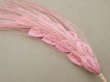 画像3: ＊蚤の市＊アンティーク  帽子用 フェザー ピンク 2点セット (3)