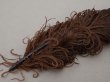 画像2: ＊蚤の市＊アンティーク  帽子用 フェザー チョコレートブラウン 羽飾り  (2)