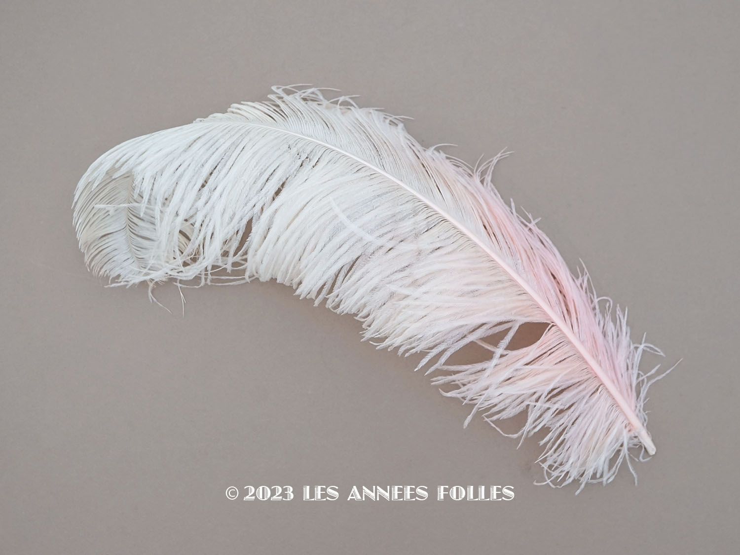 画像1: 19世紀末 アンティーク 大きなフェザー ピンク＆ホワイトのグラデーション 羽飾り  (1)