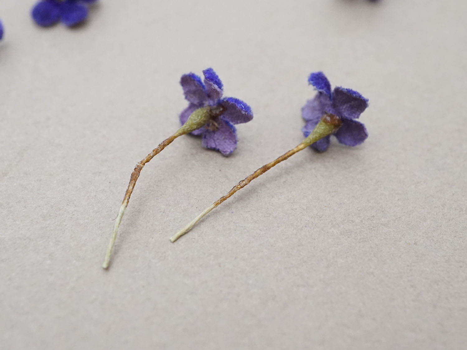 画像4: アンティーク 勿忘草の小さな布花 青紫色 10ピースのセット 約13mm (4)