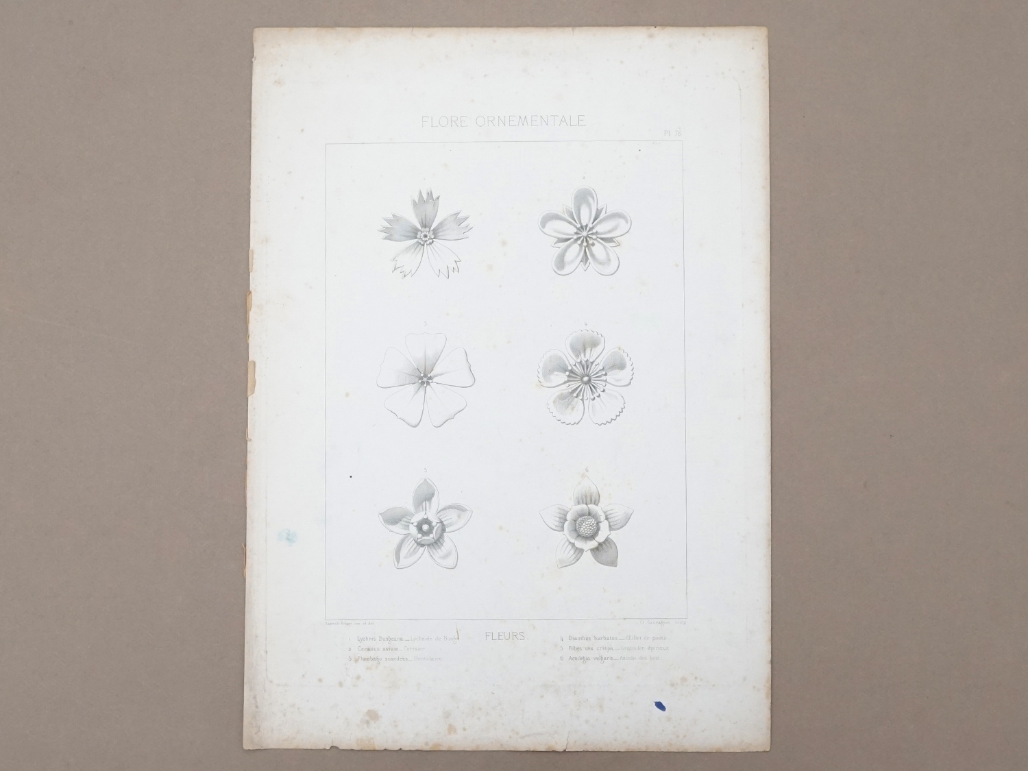 画像2: アンティーク 版画 花のオーナメントFLORE ORNEMENTALE (2)