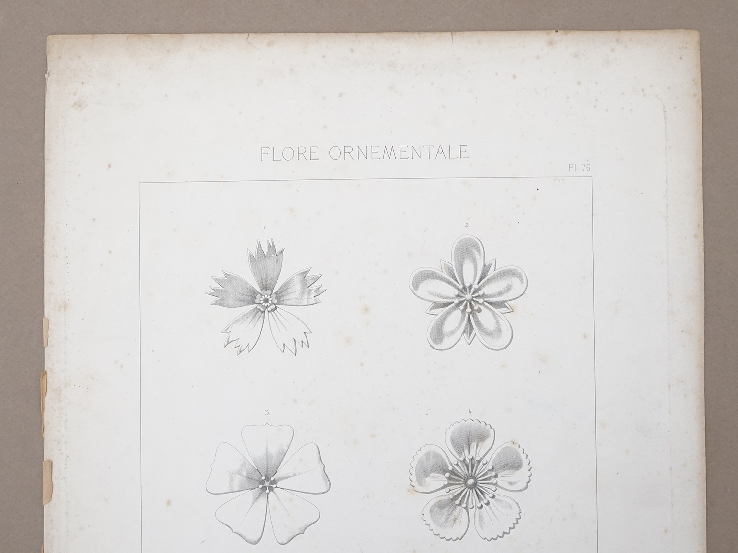 画像3: アンティーク 版画 花のオーナメントFLORE ORNEMENTALE (3)