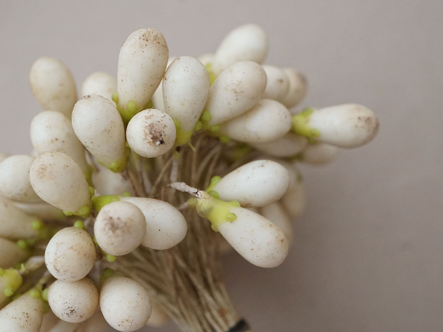 画像13: 1900年頃 アンティーク ワックスフラワーのティージュ 約100ピース (13)