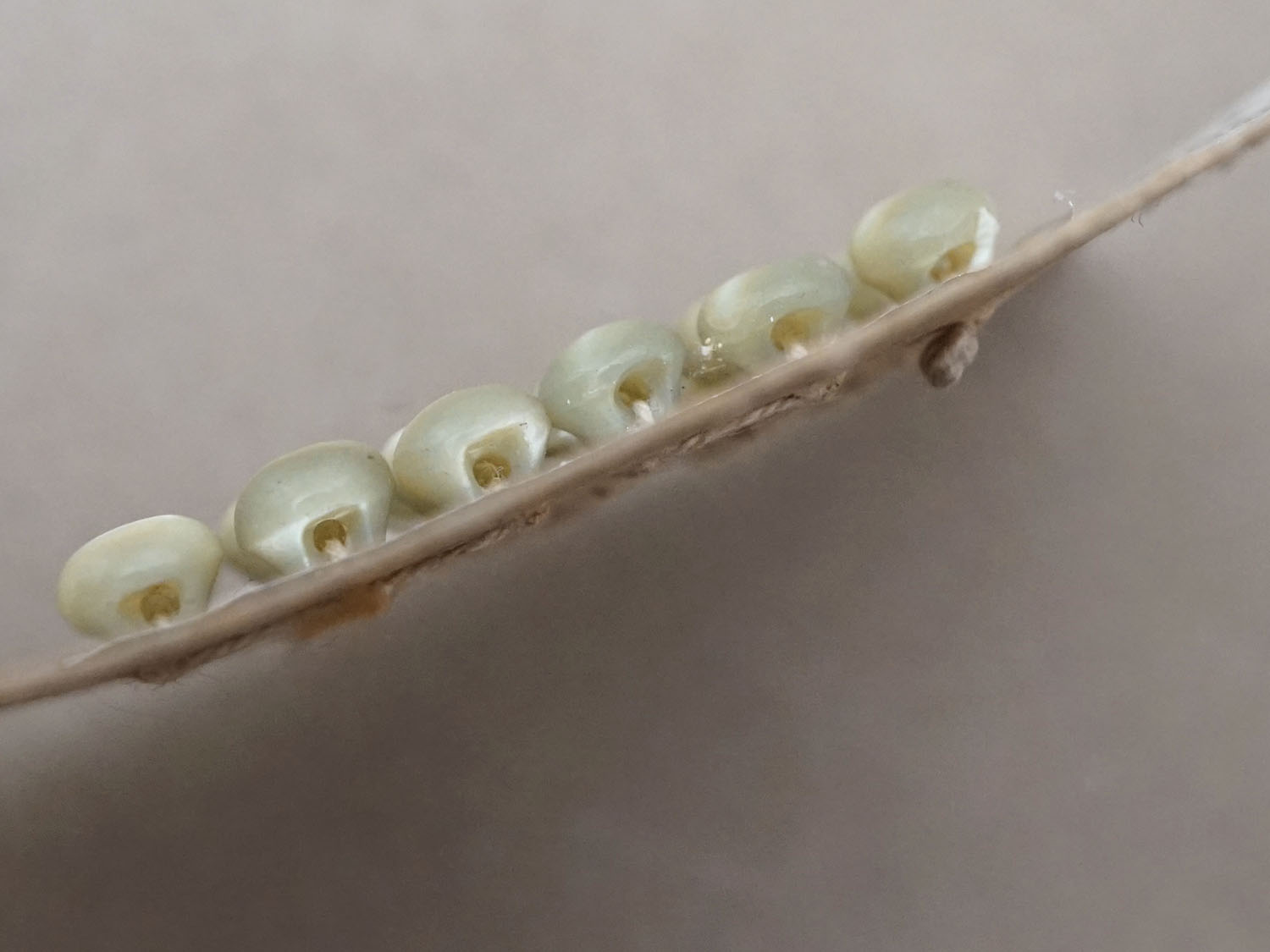 画像4: アンティーク マザーオブパール製 極小 ボタン 5mm 24ピース シェルボタン 枯草色 (淡いカーキ) (4)