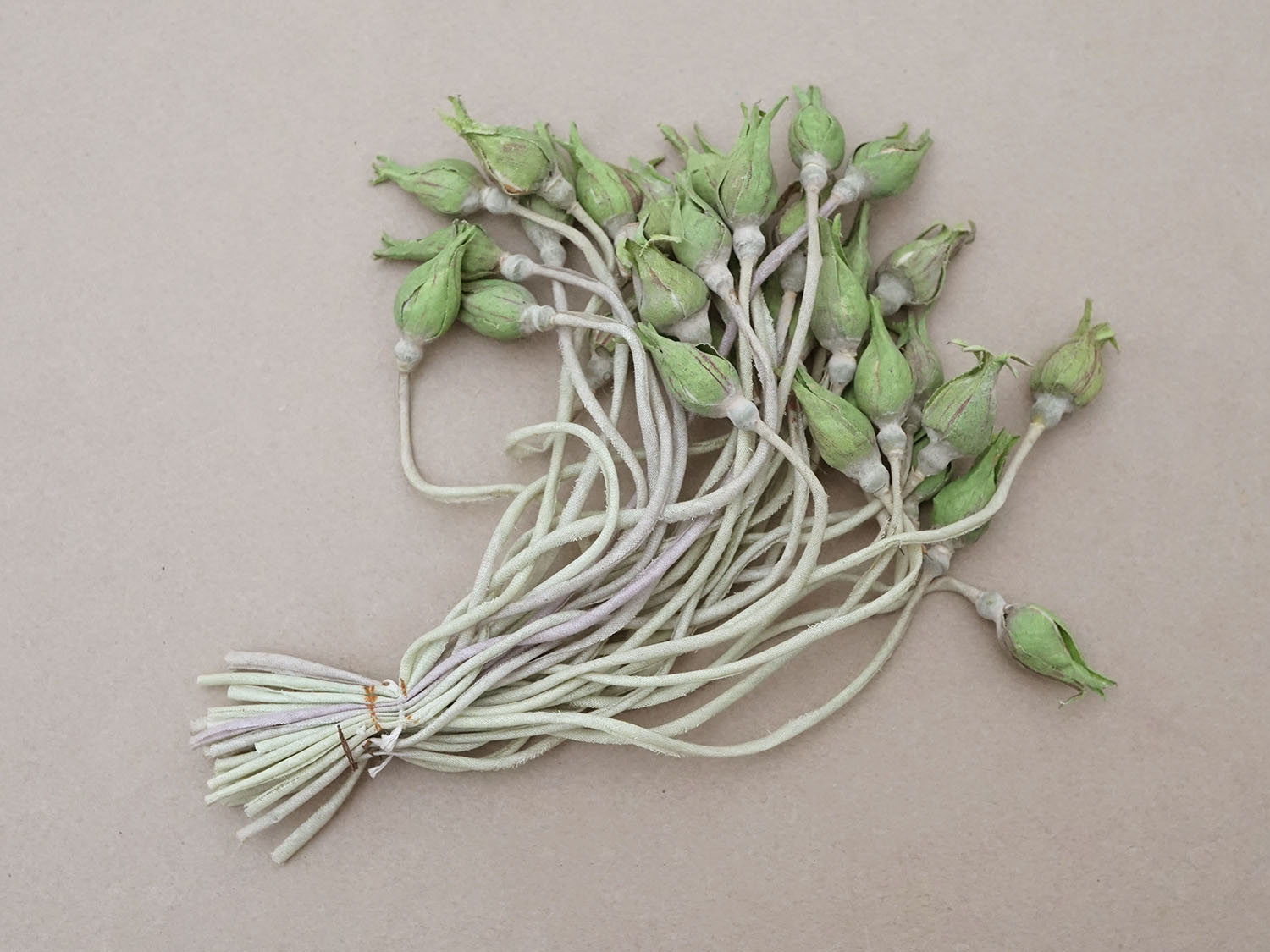 画像2: アンティーク 薔薇の蕾のブーケ 布花材料 (2)